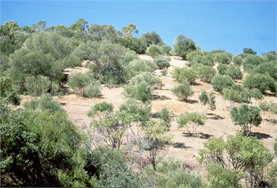 Cheaper Wild Olive Control Method Shows Promise